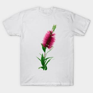 Bottlebrush Flower - Australian Native Floral - Pink T-Shirt